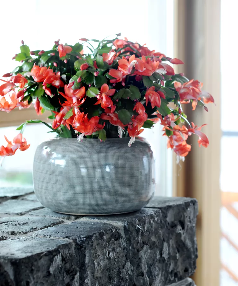 Tendances florales 2023: les plus belles fleurs, révélées par les experts 3 tendances florales 3