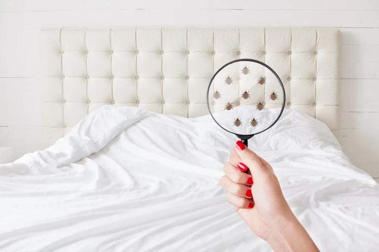Prévention et inspection des punaises de lit: évitez les punaises de lit à la maison